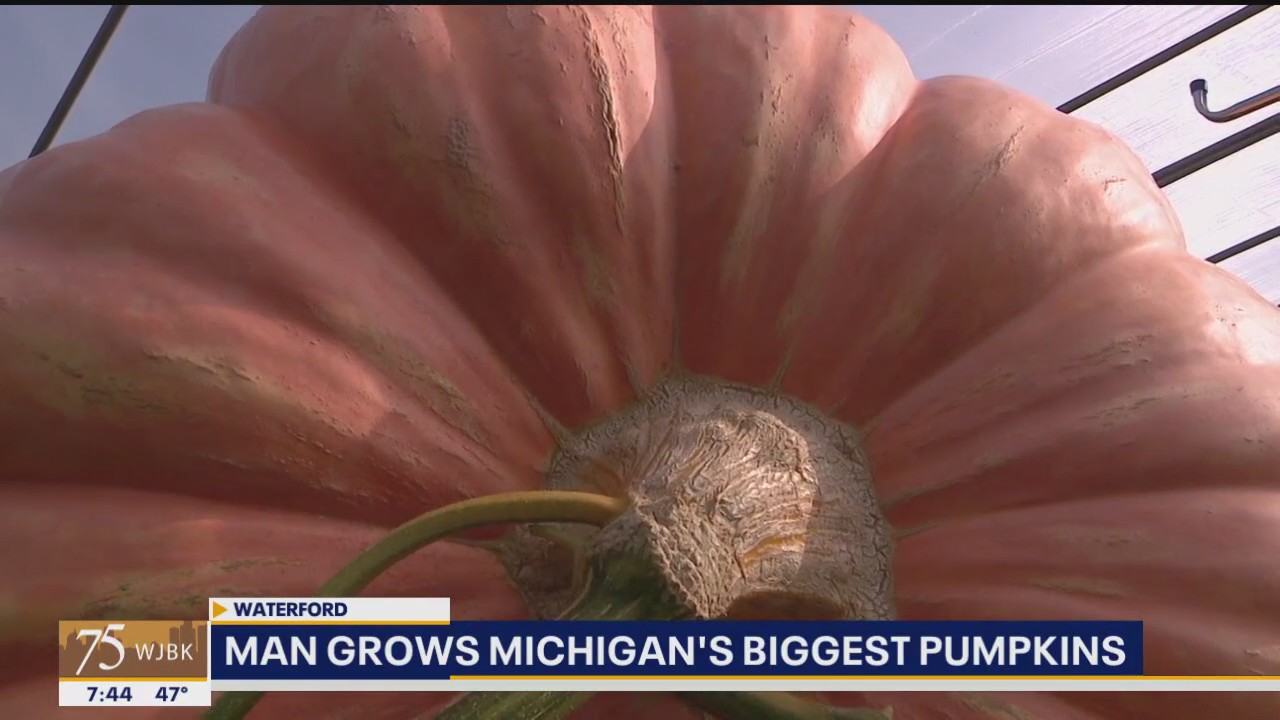 Oakland County man grows Michigan's biggest pumpkin