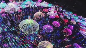 'Where light meets magic' at Imaginarium