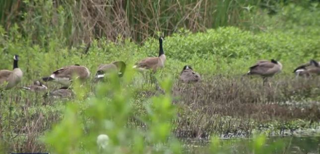 In Depth: Madrona Marsh Preserve and Nature Center