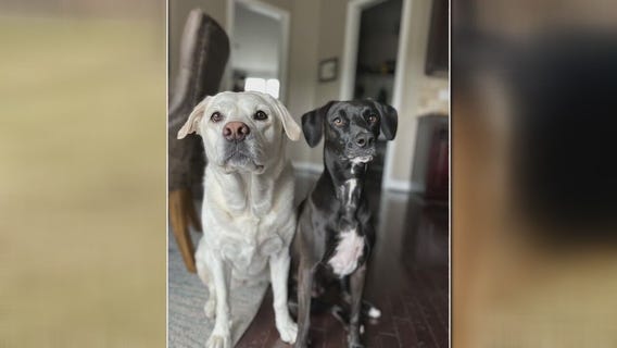 SUNDAY IS NATIONAL MAKE A DOG'S DAY