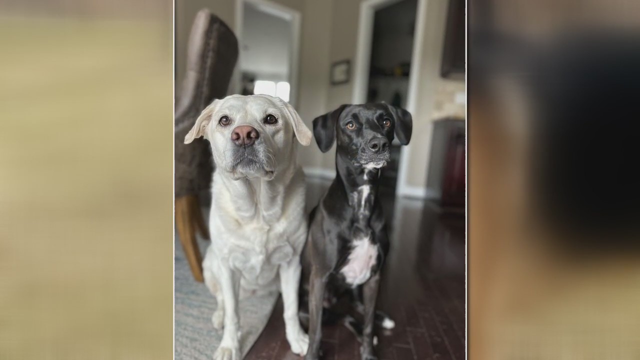 SUNDAY IS NATIONAL MAKE A DOG'S DAY