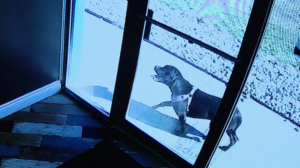 Dog seeks shelter at pet groomer following car crash with owner