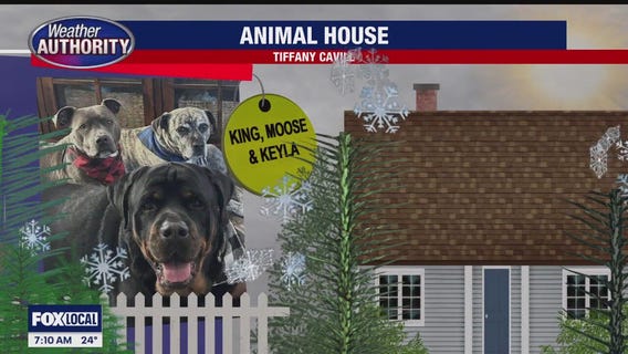 Meet King, Moose & Keyla