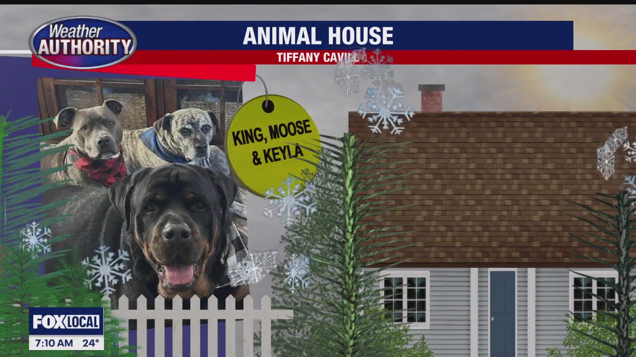 Meet King, Moose & Keyla