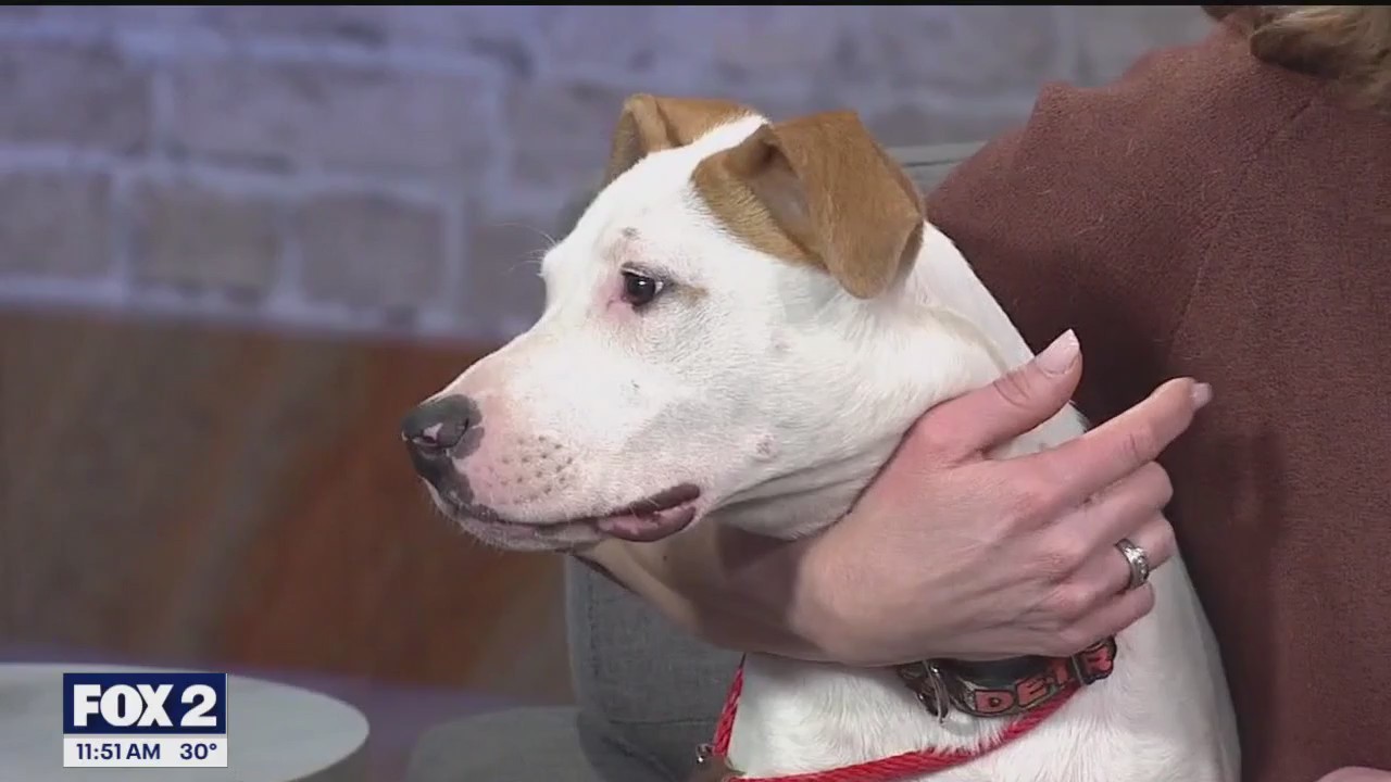 Is pet insurance worth it? What one doc says