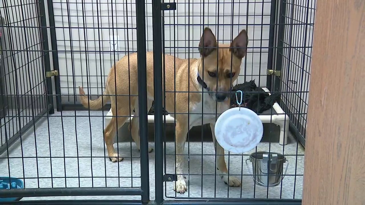Dog in shelter for more than 300 days needs a home