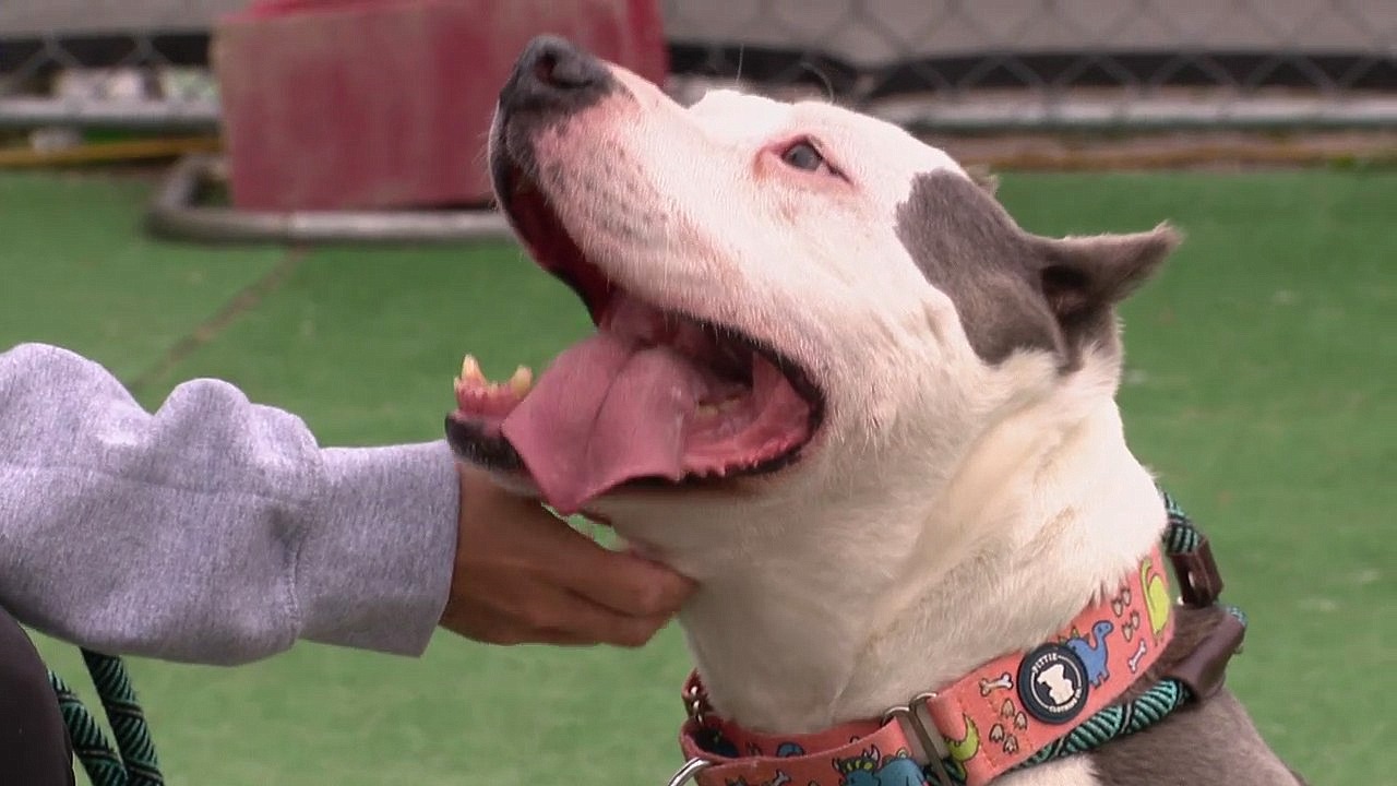 Shelter dog still up for adoption over 3 years later