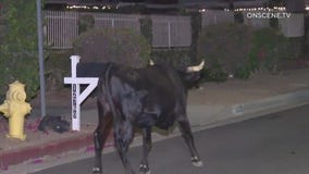 Bull spotted roaming Sylmar neighborhood