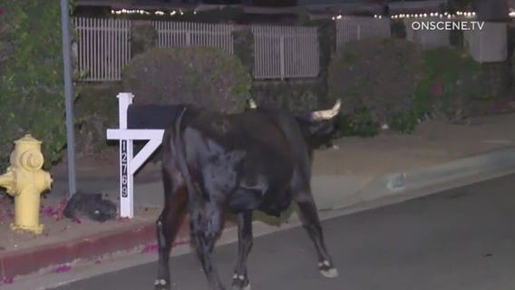 Bull spotted roaming Sylmar neighborhood