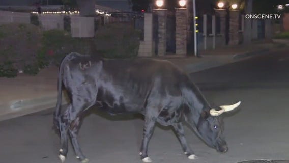 Cow spotted roaming SFV neighborhood