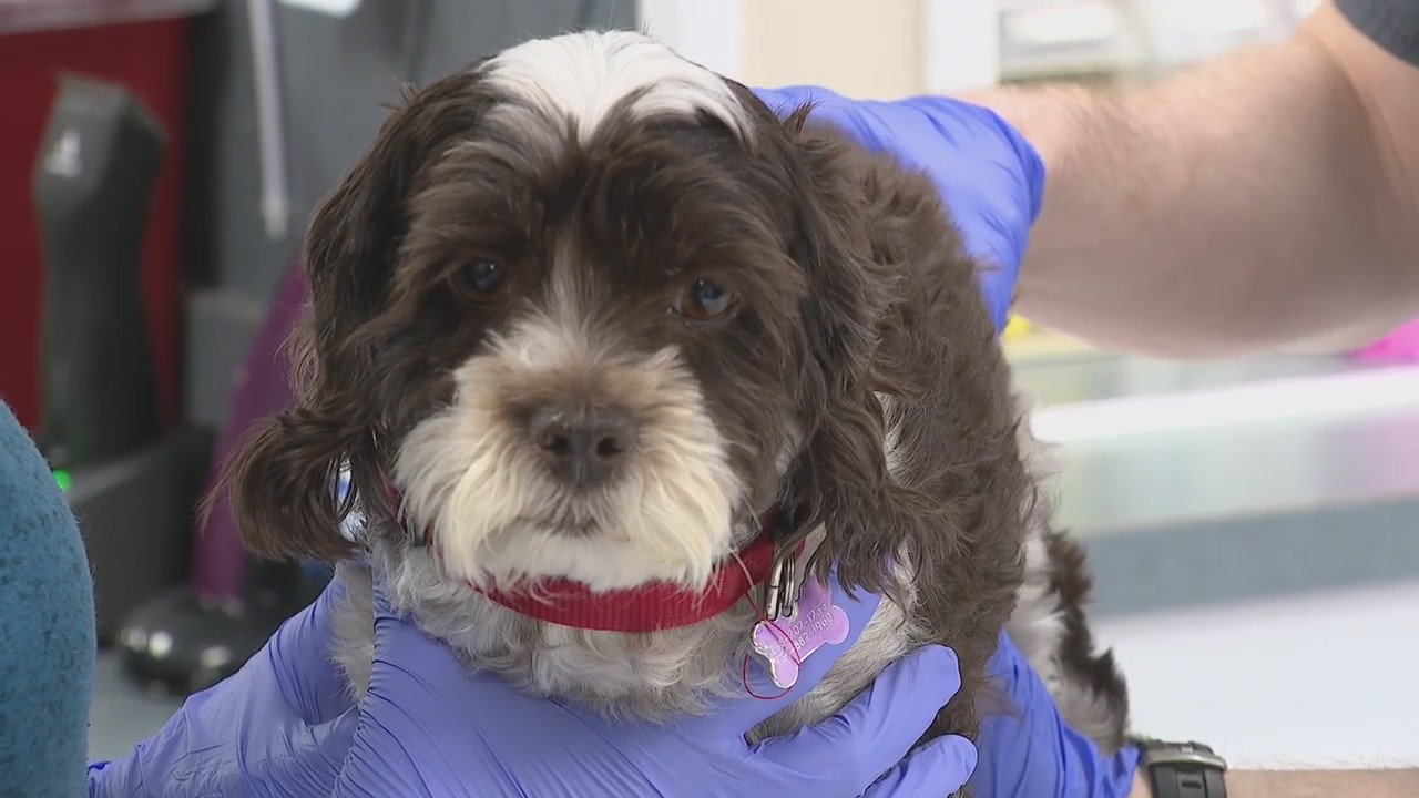 Pet owners shouldn't worry about their safety for the eclipse