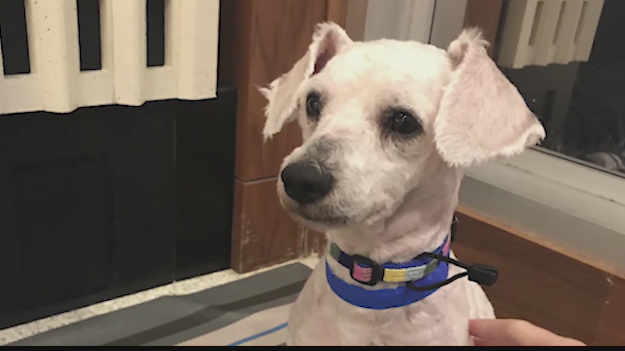 Aloft Hotel partners with Pet Alliance for dog adoption project