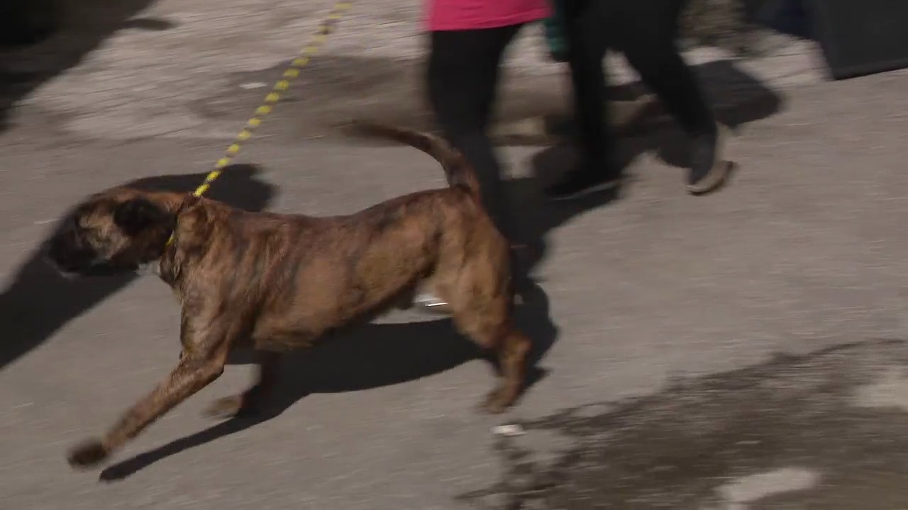 Detroit shelter moves dogs over zoning issues