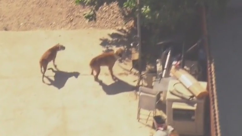 Pursuit suspect nearly encounters large dogs