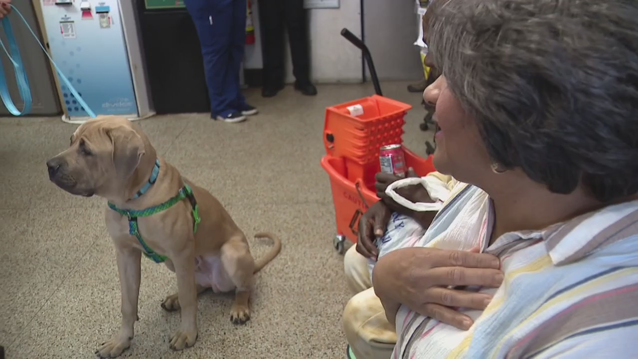 Bissell Pet Foundation covers adoption fees for dogs at Detroit animal shelter