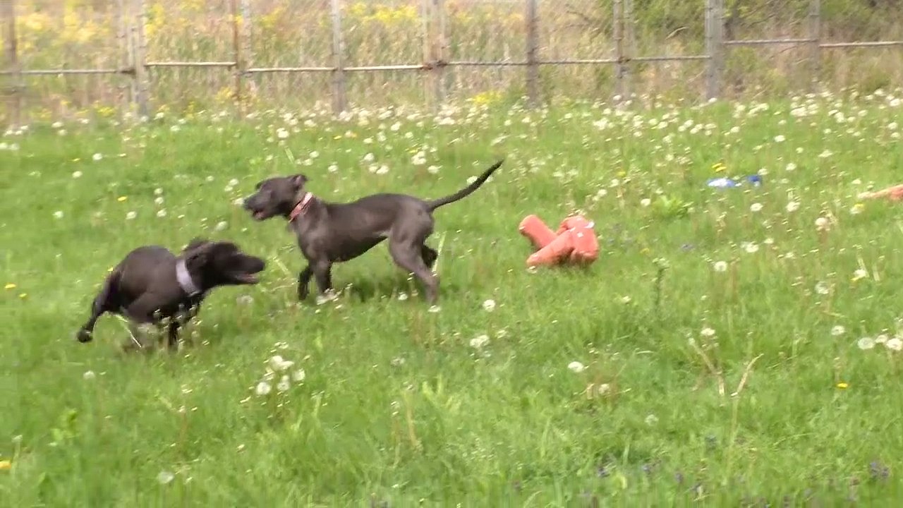 2 dogs safe after being thrown over fence in Detroit