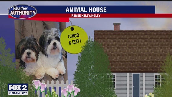 Welcome Chico & Izzy