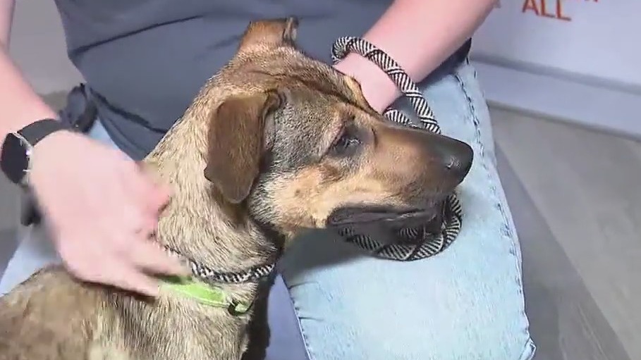 Celebrating National Dog Day