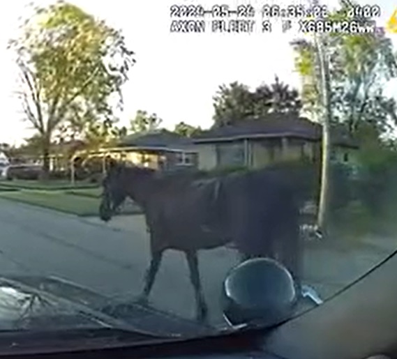 Horse on the loose in Inkster