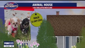 Welcome Gracie Mae & Lady Coco Chanel