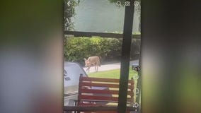 Coyotes spotted at Mid-Wilshire apartment complex