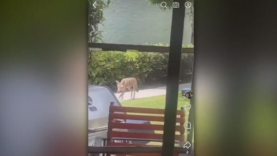 Coyotes spotted at Mid-Wilshire apartment complex