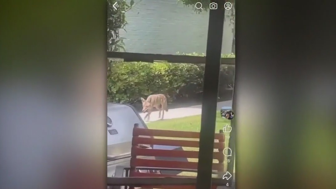 Coyotes spotted at Mid-Wilshire apartment complex