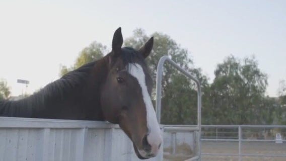 Former racehorses up for adoption