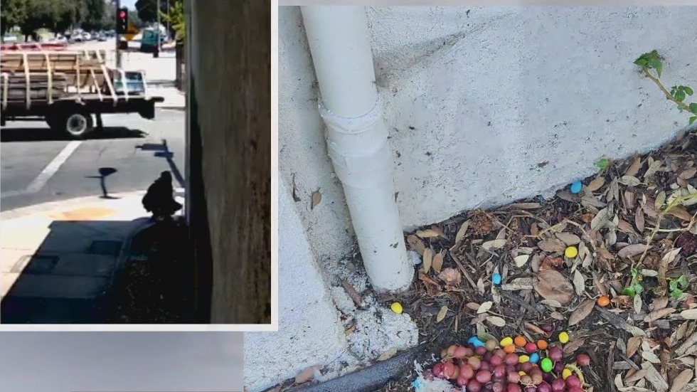 Person leaves toxic foods outside dog daycare