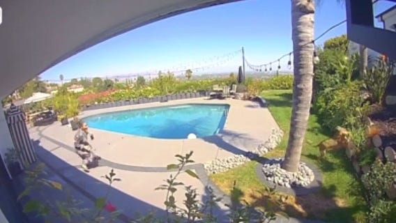 Tommy Lee, his wife's dogs attacked by coyote