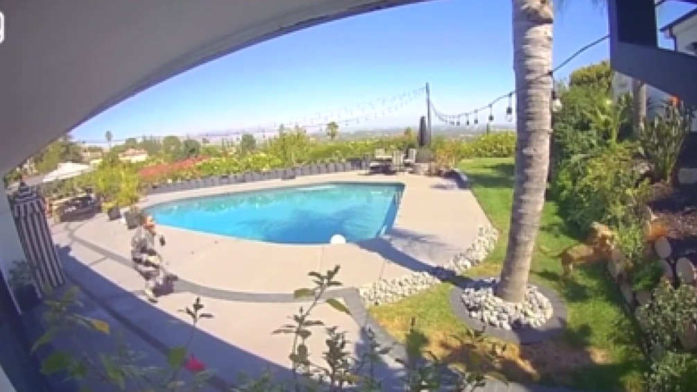 Tommy Lee, his wife's dogs attacked by coyote