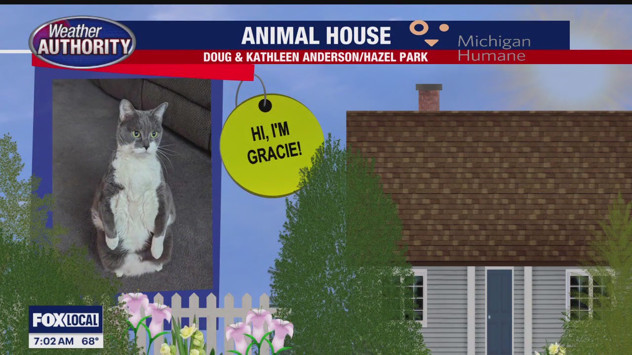 Meet Gracie FOX 2 Detroit