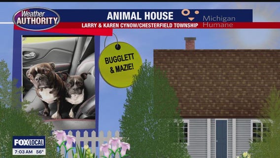 Meet Bugglett & Mazie