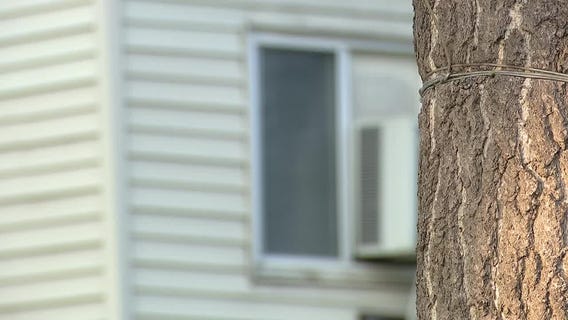 Who killed Mauricio Baez Jr.?