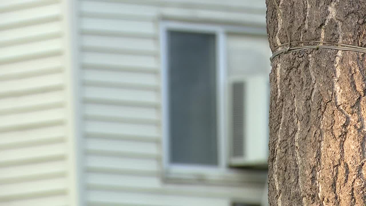 Who killed Mauricio Baez Jr.?