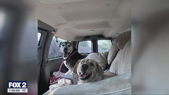 The Karen's - K9 Animal Rescue