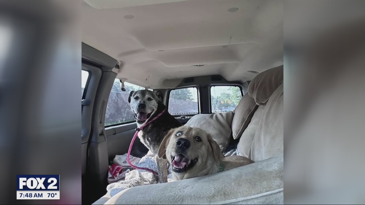 The Karen's - K9 Animal Rescue