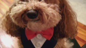 2024 Yappy Hour  -- Thursday, September 12