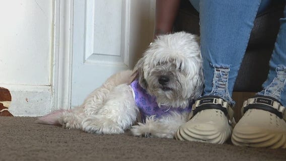 Police investigate after Warren woman's dog savagely attacked by neighbor's dog