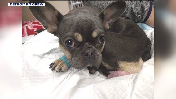 Abandoned dog found with dead puppy hanging out of it, in Detroit