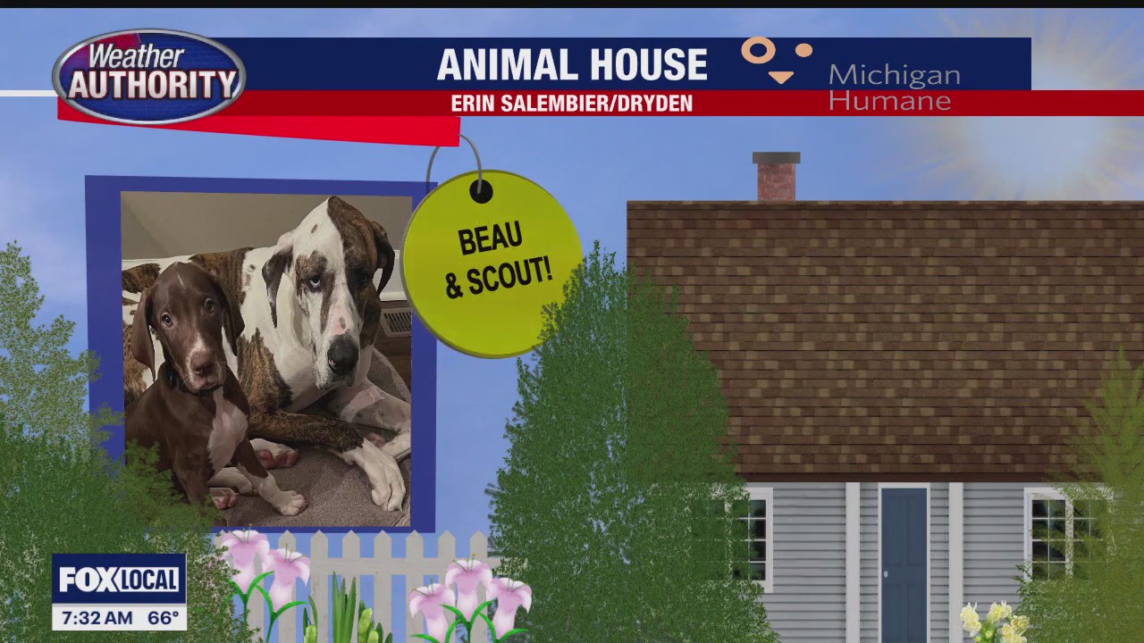 Welcome Beau, Scout, Luka & Jojo