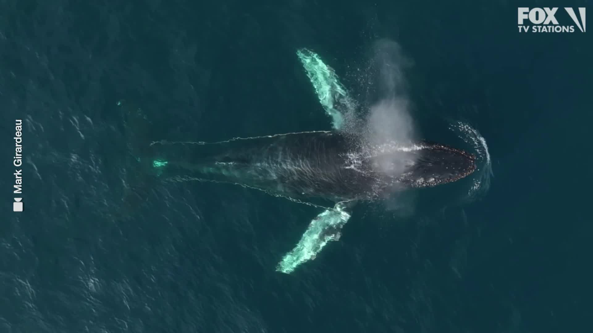 OC rescue team monitoring entangled humpback whale