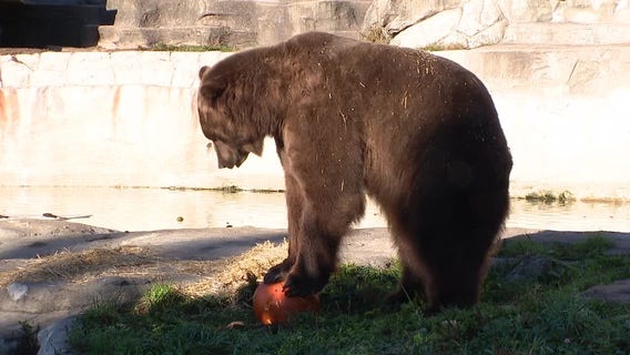 Detroit Zoo fall festival