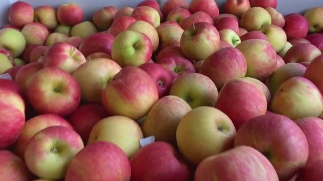 What an apple a day can do for your health