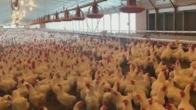 Louisiana reports first bird flu-related human death