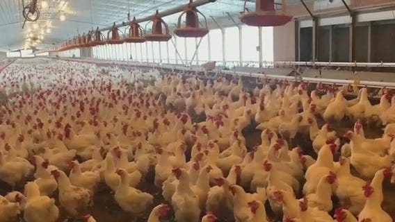 Louisiana reports first bird flu-related human death