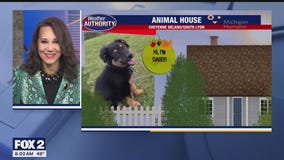 Welcome Daisy Mae, Charlie & Mickey