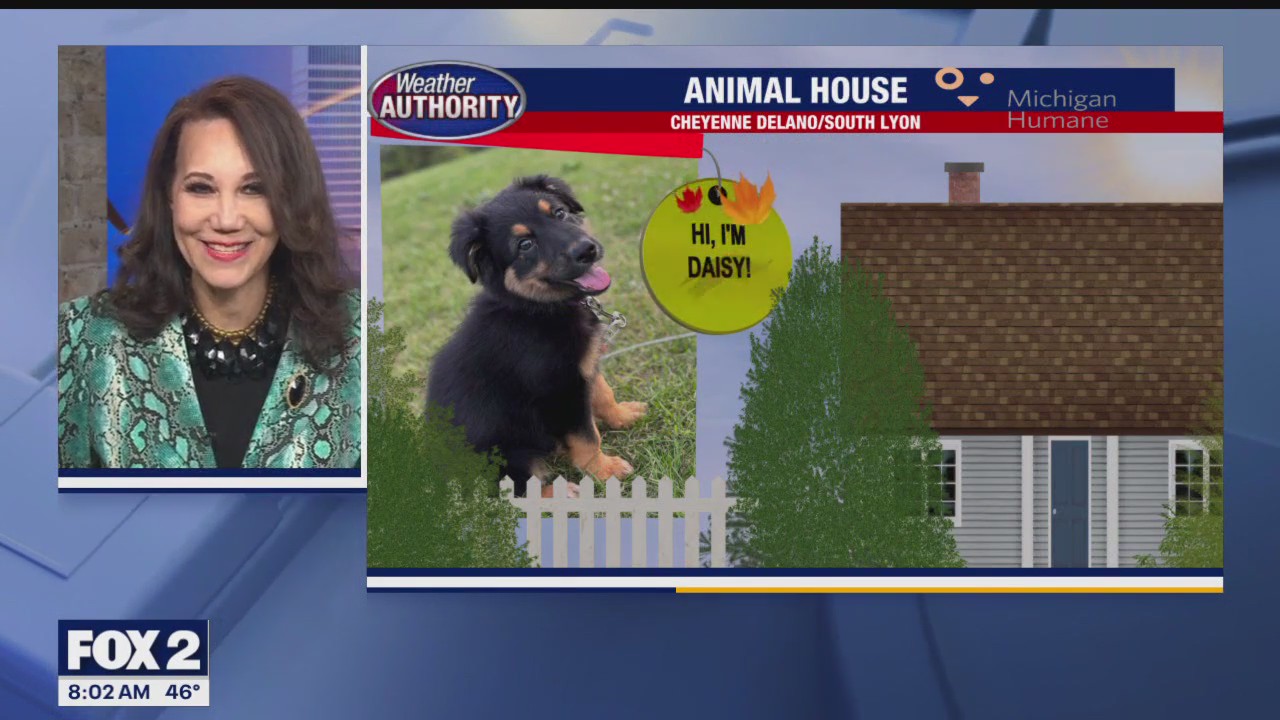 Welcome Daisy Mae, Charlie & Mickey