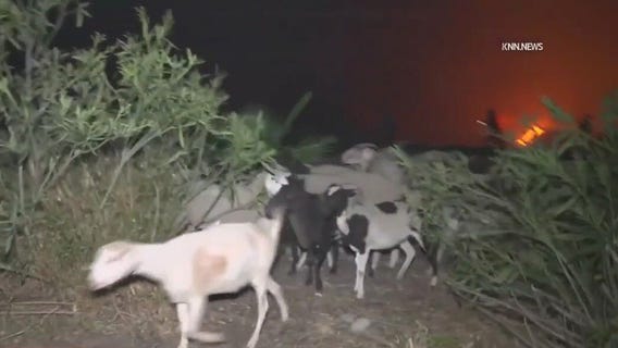Brush-eating goats evacuate from Palisades Fire