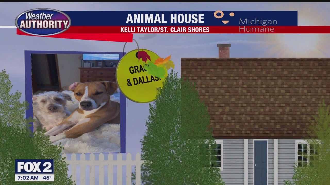 Welcome Gracie, Dallas, Saje & Joe